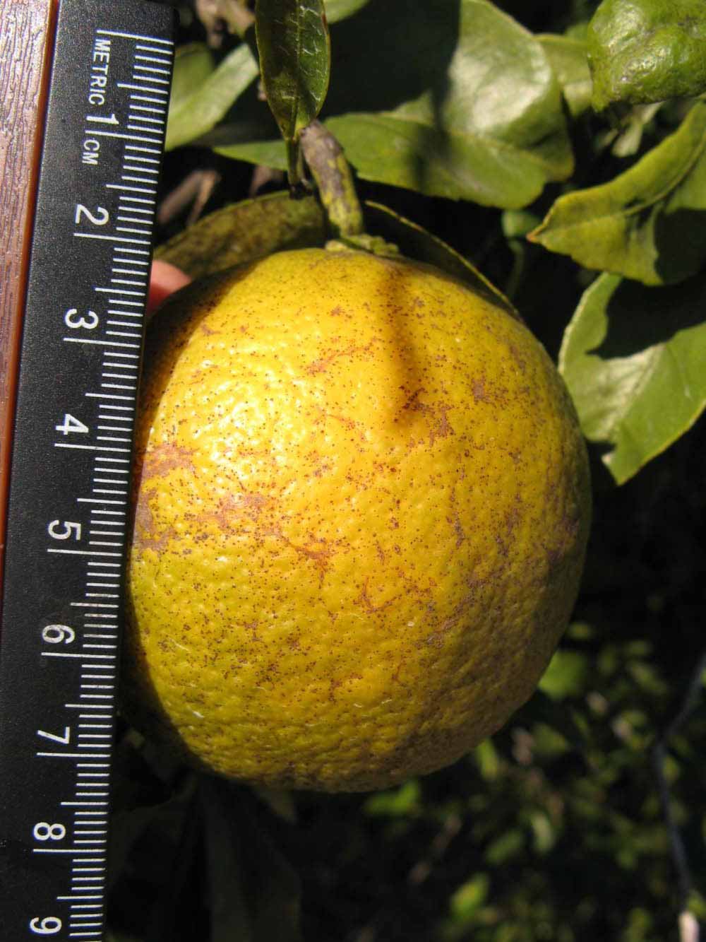               Fruit (Willowleaf, Winter Haven, FL)   